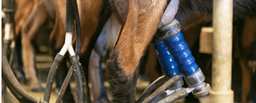 Eco-Friendly Milk Parlour Cleaner