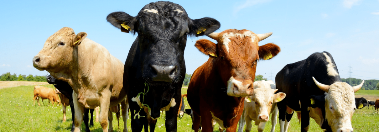 milking parlour cleaning products