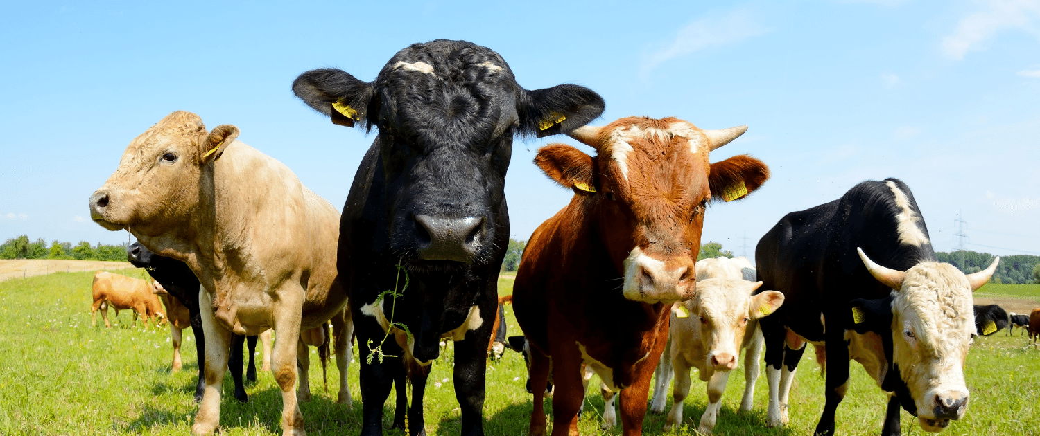 Abattoir Cleaning Chemicals