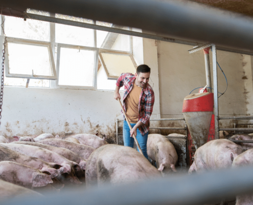 Piggery Cleaning Chemical
