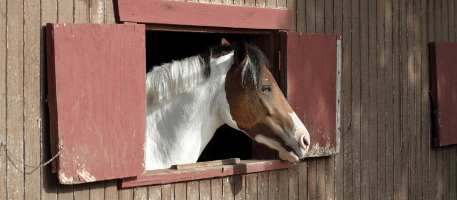 Horse Stable Cleaner